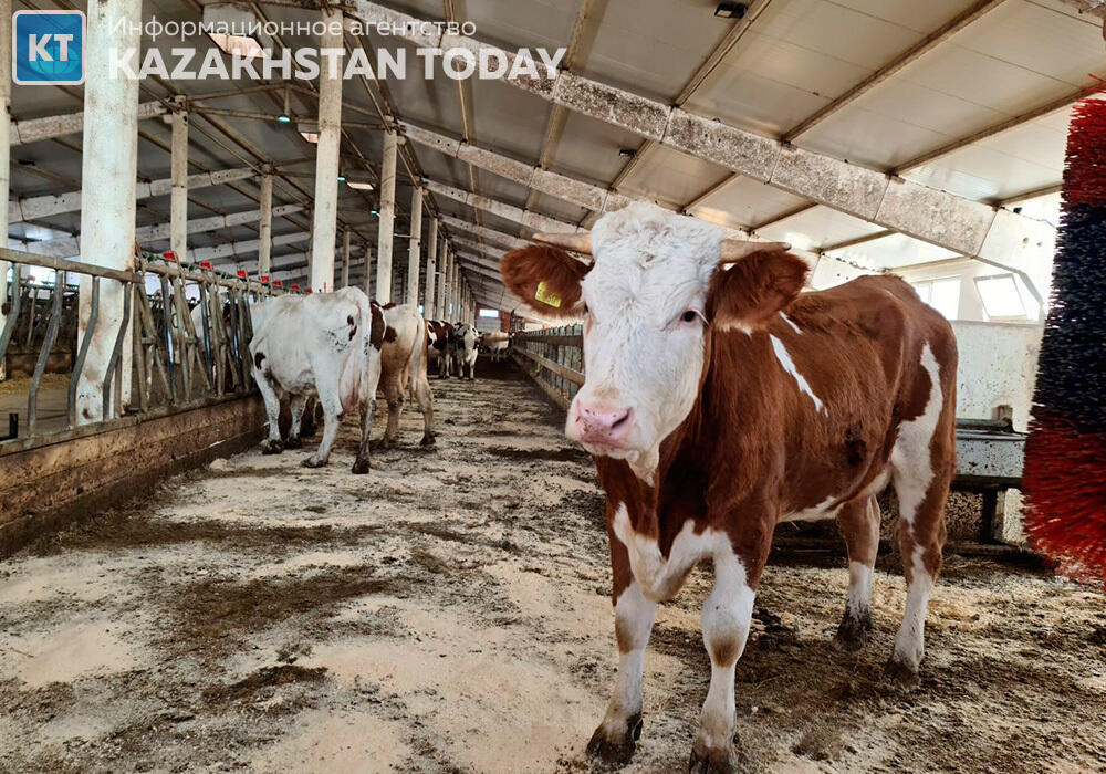 Заразная болезнь косит скот в Карагандинской области
