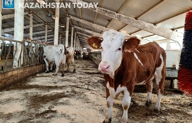Заразная болезнь косит скот в Карагандинской области