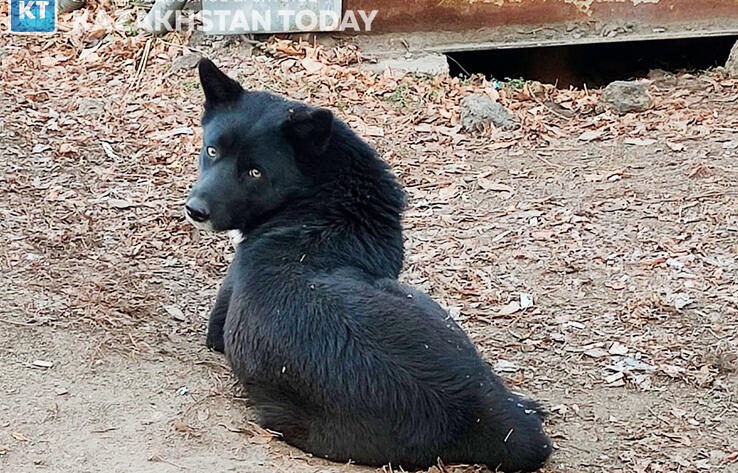 Активисты просят президента наложить вето на проект закона об ответственном обращении с животными