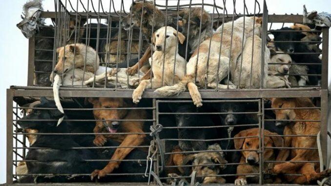 Алматинские полицейские прокомментировали объявление о продаже бездомных собак на мясо 

