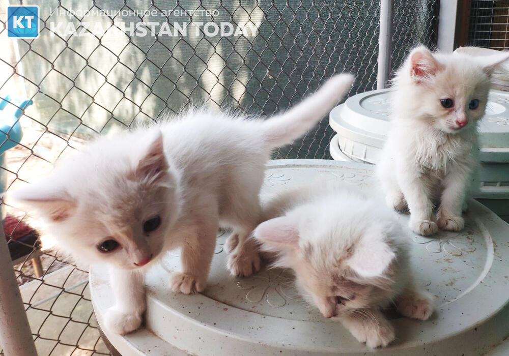 Сенат принял закон об ответственном обращении с животными
