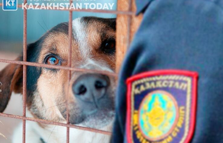 Казахстанские власти намерены запретить фото и видеодоказательства преступлений против животного мира
