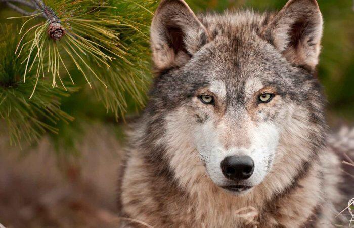 В соцсетях обсуждают жестокое видео с мертвым волком