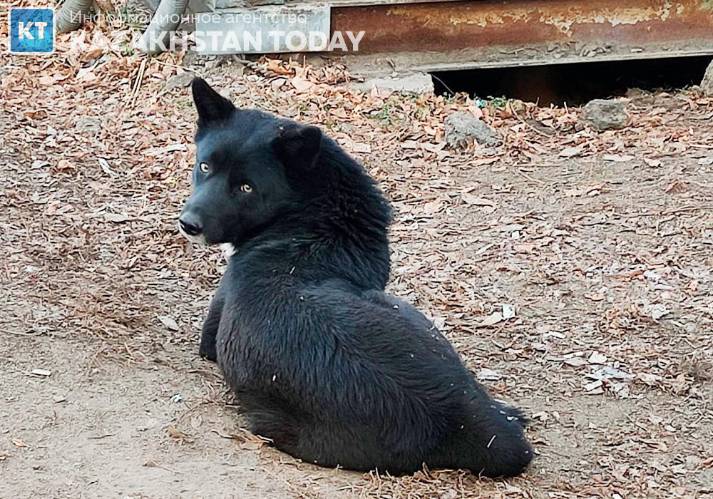Зоозащитники: в Усть-Каменогорске массово отстреливают собак 