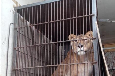 В Павлодаре цирковых животных держали во дворе частного дома, владельцам грозит штраф