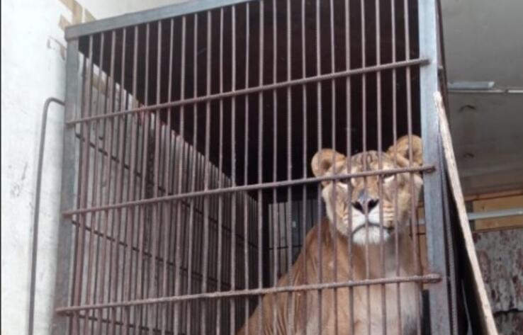 В Павлодаре цирковых животных держали во дворе частного дома, владельцам грозит штраф