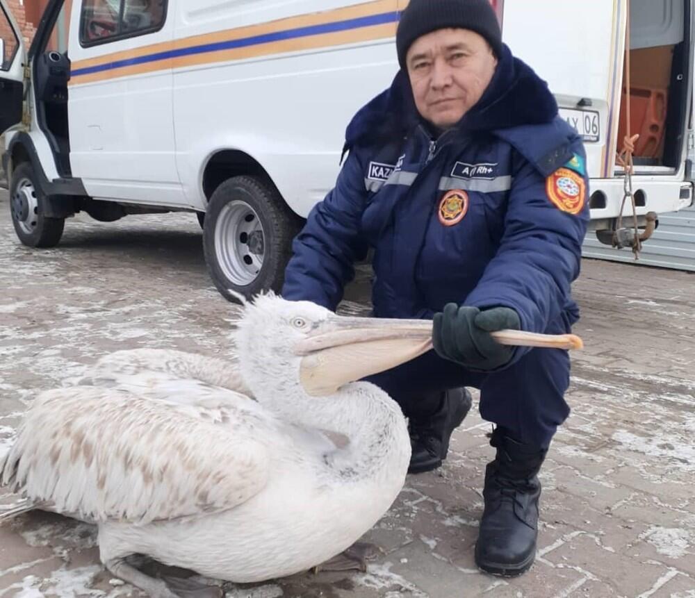 В Атырау краснокнижного пеликана спасли от замерзания. Фото: instagram/atyrau_tjd