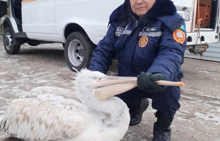 В Атырау краснокнижного пеликана спасли от замерзания