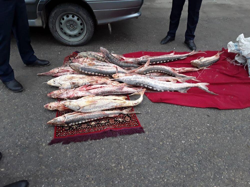 На трассе Актобе - Астрахань у мужчины в авто обнаружили 70 килограммов рыбы осетровых пород 
