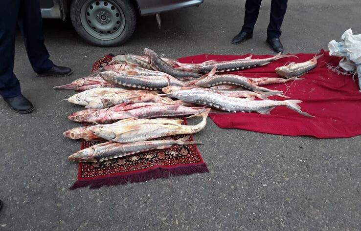 На трассе Актобе - Астрахань у мужчины в авто обнаружили 70 килограммов рыбы осетровых пород 
