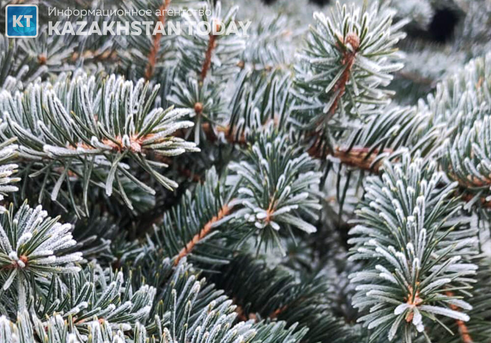 Сенатор заинтересовался происхождением живых новогодних елей, продающихся на рынке Казахстана