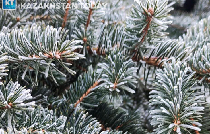 Сенатор заинтересовался происхождением живых новогодних елей, продающихся на рынке Казахстана