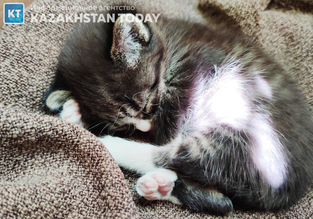 Президент "Жануарларға жауапкершілікпен қарау туралы" Заңға қол қойды