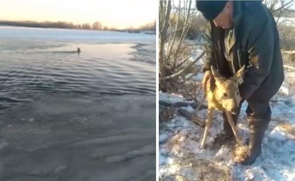 Житель Павлодарской области спас тонущую косулю 