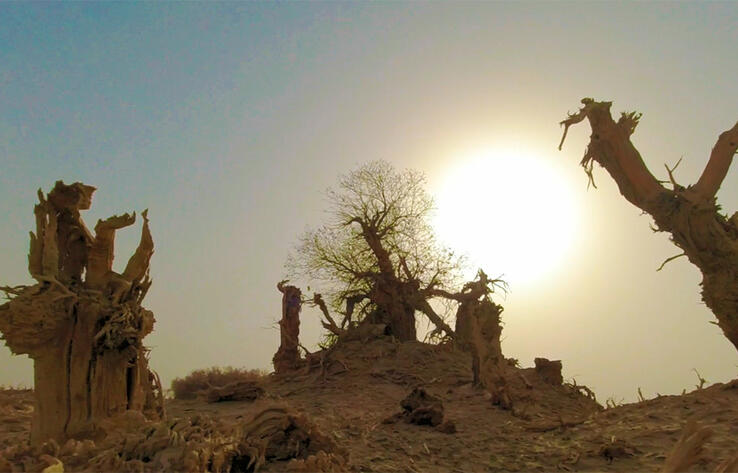 СИНЬЦЗЯН СЕГОДНЯ. В пустыне Такла-макан спустя тысячи лет продолжают гордо стоять погибшие тополя