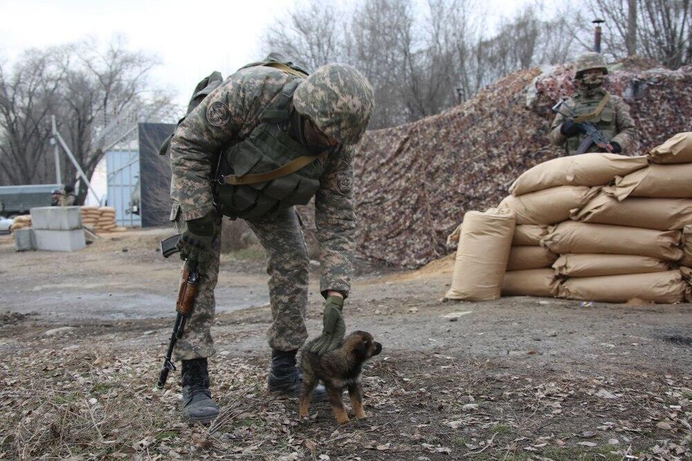 Минобороны: на блокпост к военнослужащим в Алматы пришел щенок. Фото: Министерство обороны РК
