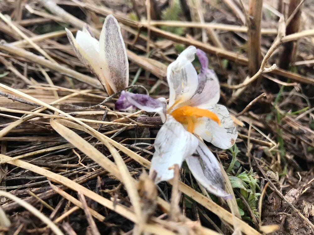 В горах Туркестанской области зацвели подснежники . Фото:  Facebook Бакытжана Кырыкбаева