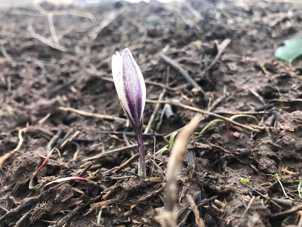 В горах Туркестанской области зацвели подснежники . Фото: Facebook Бакытжана Кырыкбаева