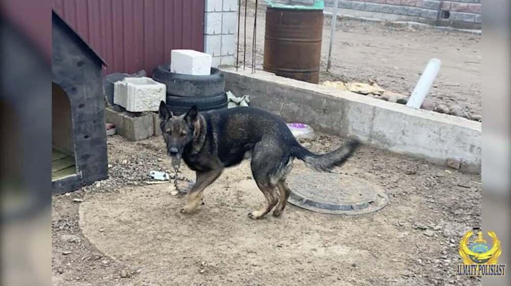 Ефрейтор Нацгвардии трогательно приветствовал свою служебную собаку, которую похитили во время беспорядков