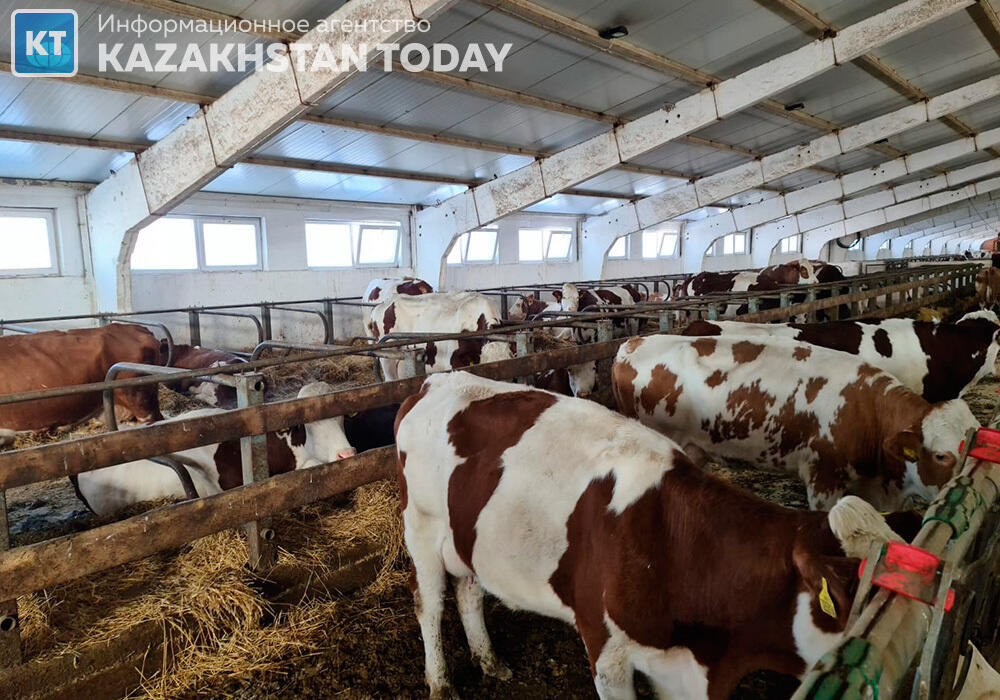 В ЗКО заболело около 2,5 тысяч коров 