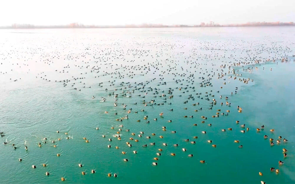 СИНЬЦЗЯН СЕГОДНЯ. Десятки тысяч перелетных птиц поселились на берегах реки в уезде Яркенд округа Кашгар в Синьцзяне