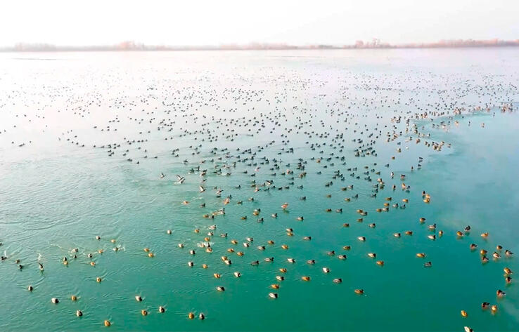 СИНЬЦЗЯН СЕГОДНЯ. Десятки тысяч перелетных птиц поселились на берегах реки в уезде Яркенд округа Кашгар в Синьцзяне