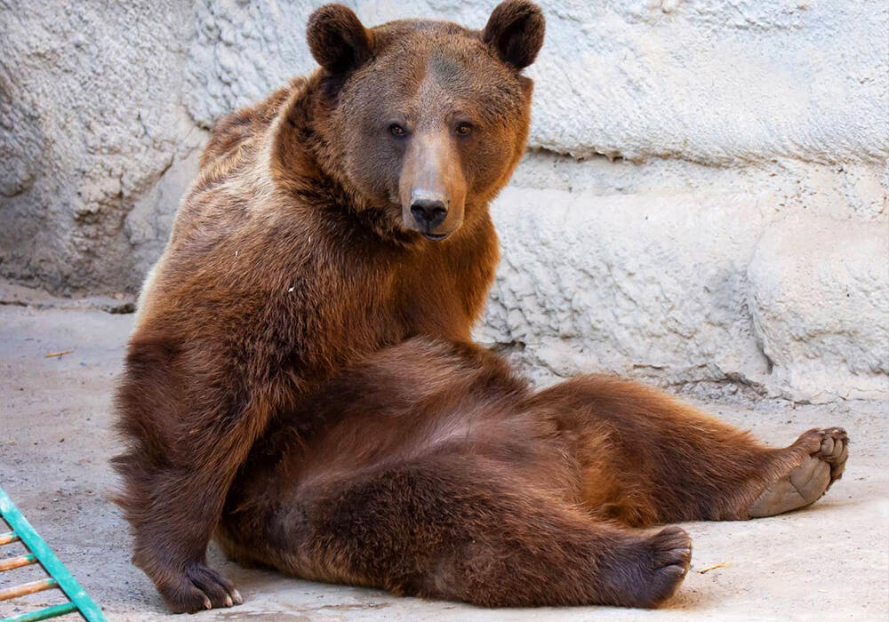 Медведи наркотики видео как установить браузер тор на linux попасть на гидру