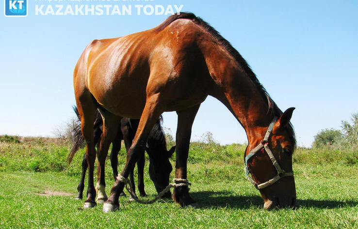 Мәжіліс асыл тұқымды мал шаруашылығы мәселелері бойынша түзетулерді қабылдады