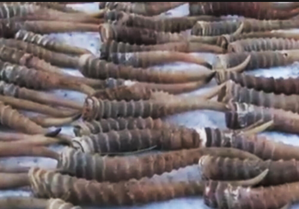 В Карагандинской области задержан браконьер с 844 рогами сайги