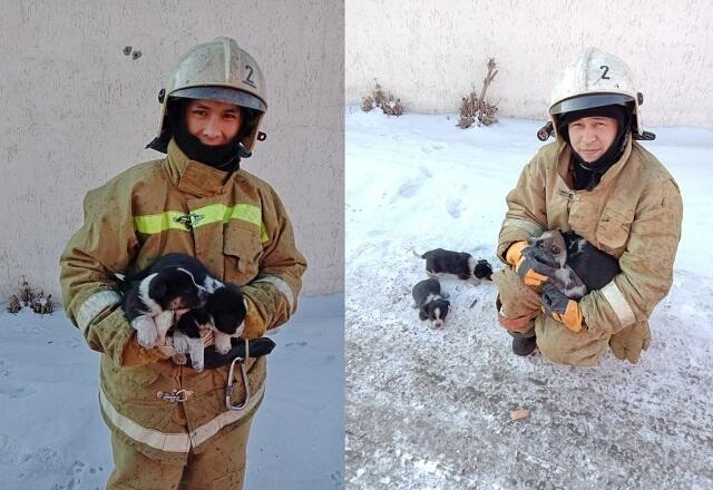 Пожарные спасли щенков из горящего здания в Экибастузе