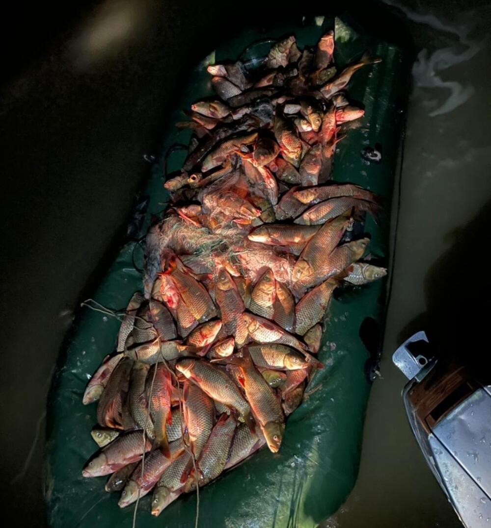 Браконьеров с 600 кг рыбы задержали в Туркестанской области