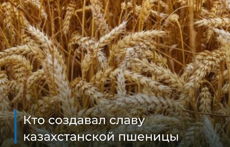 Кто прославил казахстанскую пшеницу