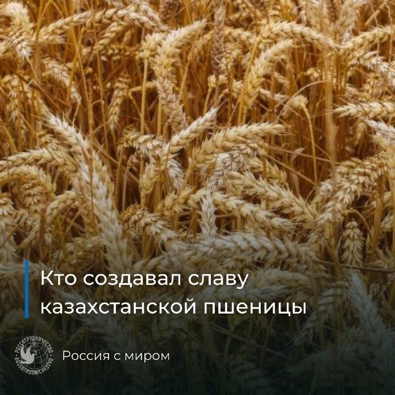Кто прославил казахстанскую пшеницу. Фото: Пресс-служба Россотрудничества