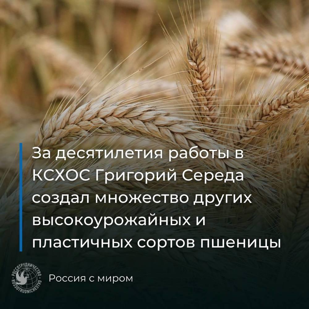 Кто прославил казахстанскую пшеницу. Фото: Пресс-служба Россотрудничества