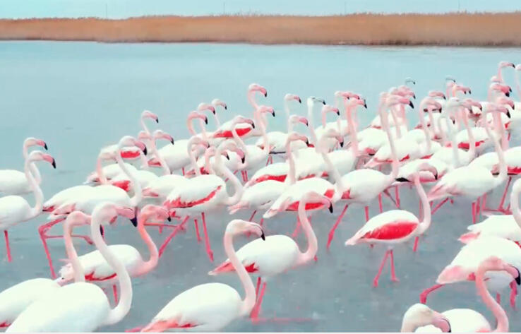 Фламинго возвращаются на озеро Караколь в Мангистауской области