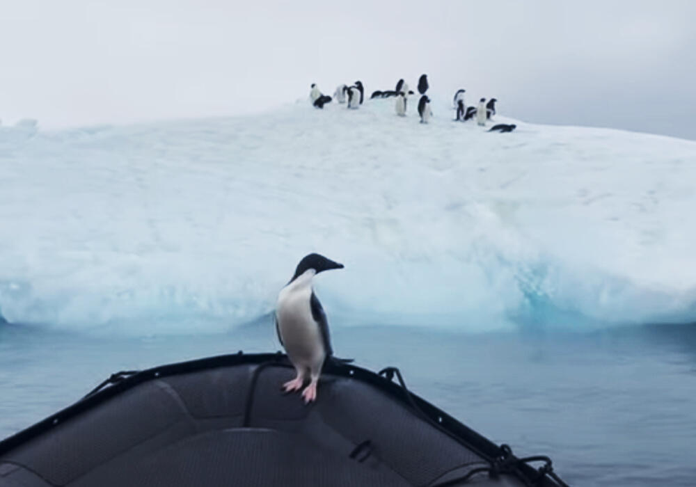 Пингвин запрыгнул в лодку к туристам, чтобы спастись от хищника