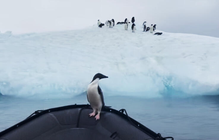 Пингвин запрыгнул в лодку к туристам, чтобы спастись от хищника