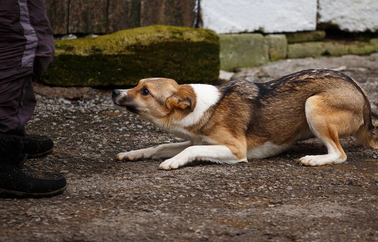 В Акмолинской области сельчанин зарезал соседскую собаку