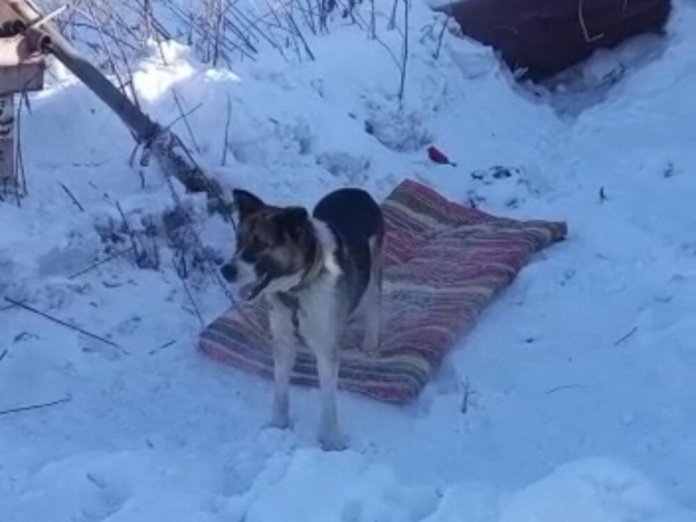 Житель ВКО выкинул крупную собаку вместе с мусором