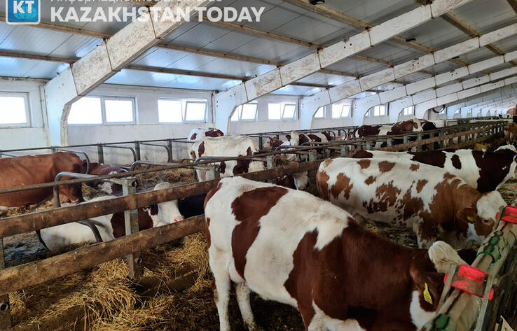 В Карагандинской области у коров выявлено бешенство