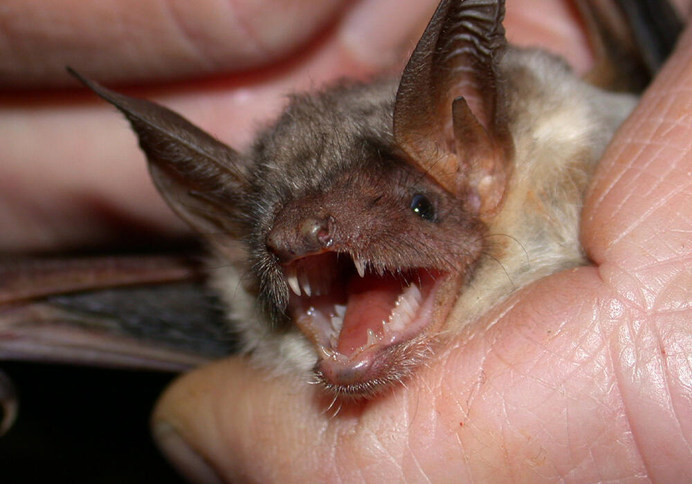 В биолабораториях США на Украине велись опыты с коронавирусом летучих мышей