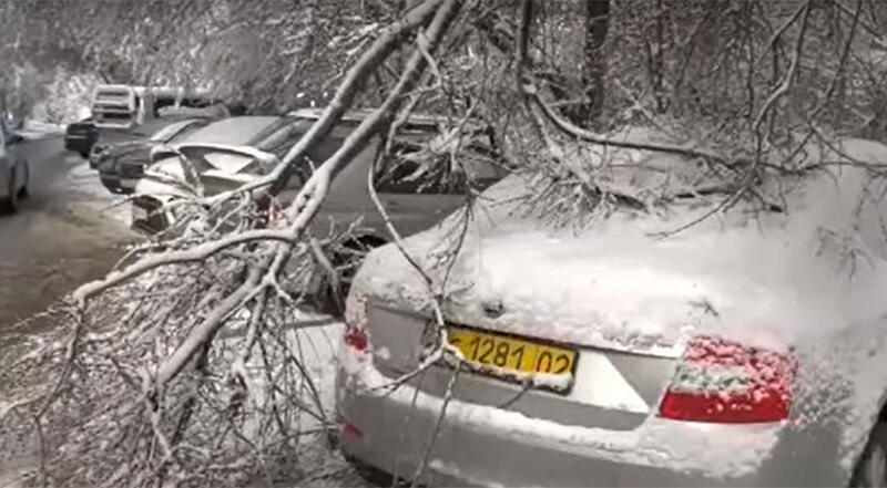 Сломанные из-за снегопада деревья и ветки повредили 44 автомобиля в Алматы 