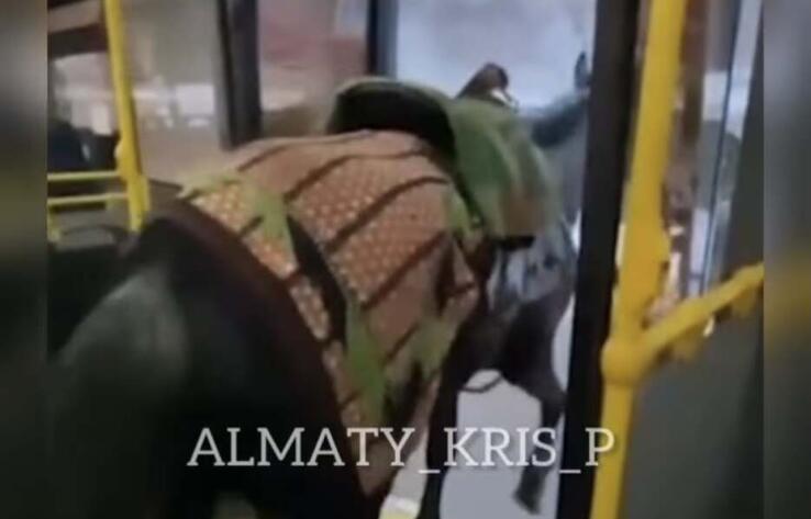 Алматинца оштрафовали за перевозку лошади в автобусе
