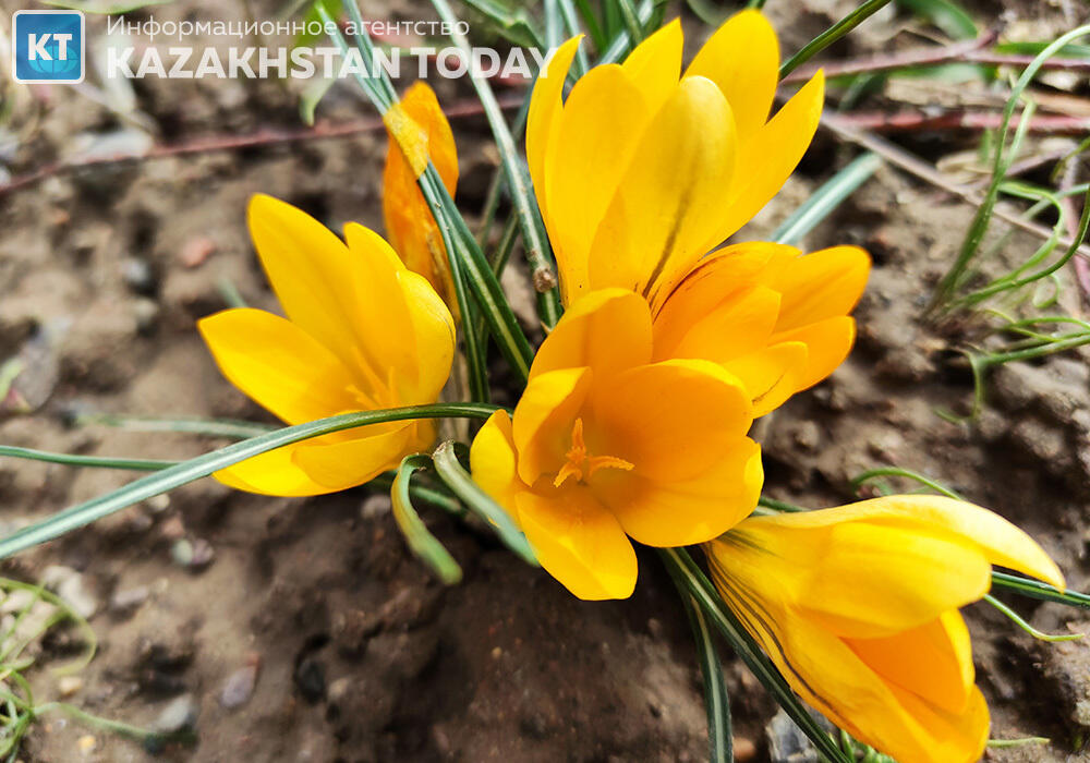 В последние дни марта в Казахстане ожидается теплая и ветреная погода