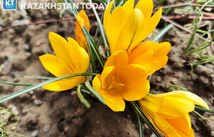 В последние дни марта в Казахстане ожидается теплая и ветреная погода