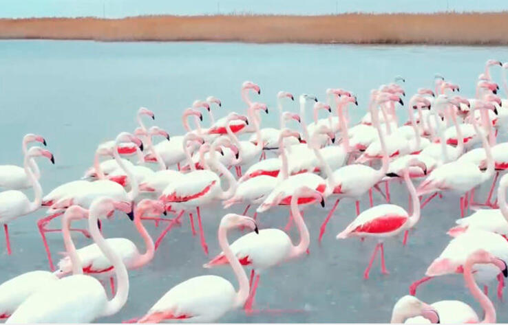 Flamingos return to Lake Karakol in Mangistau region