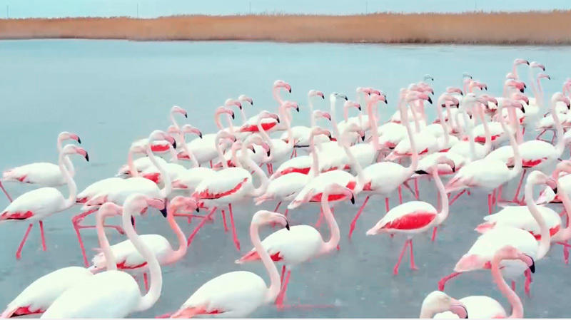 Flamingos return to Lake Karakol in Mangistau region