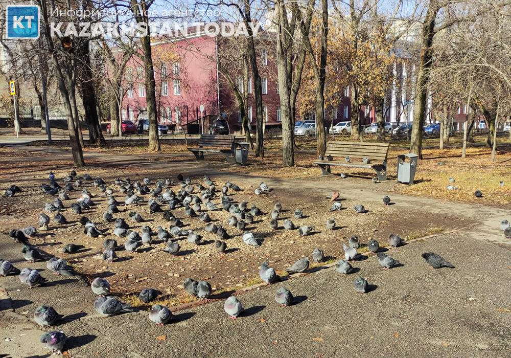 В украинских лабораториях изучали распространение инфекций через птиц 