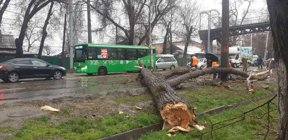 В Алматы в результате урагана пострадали двое мужчин . Фото: ДЧС Алматы