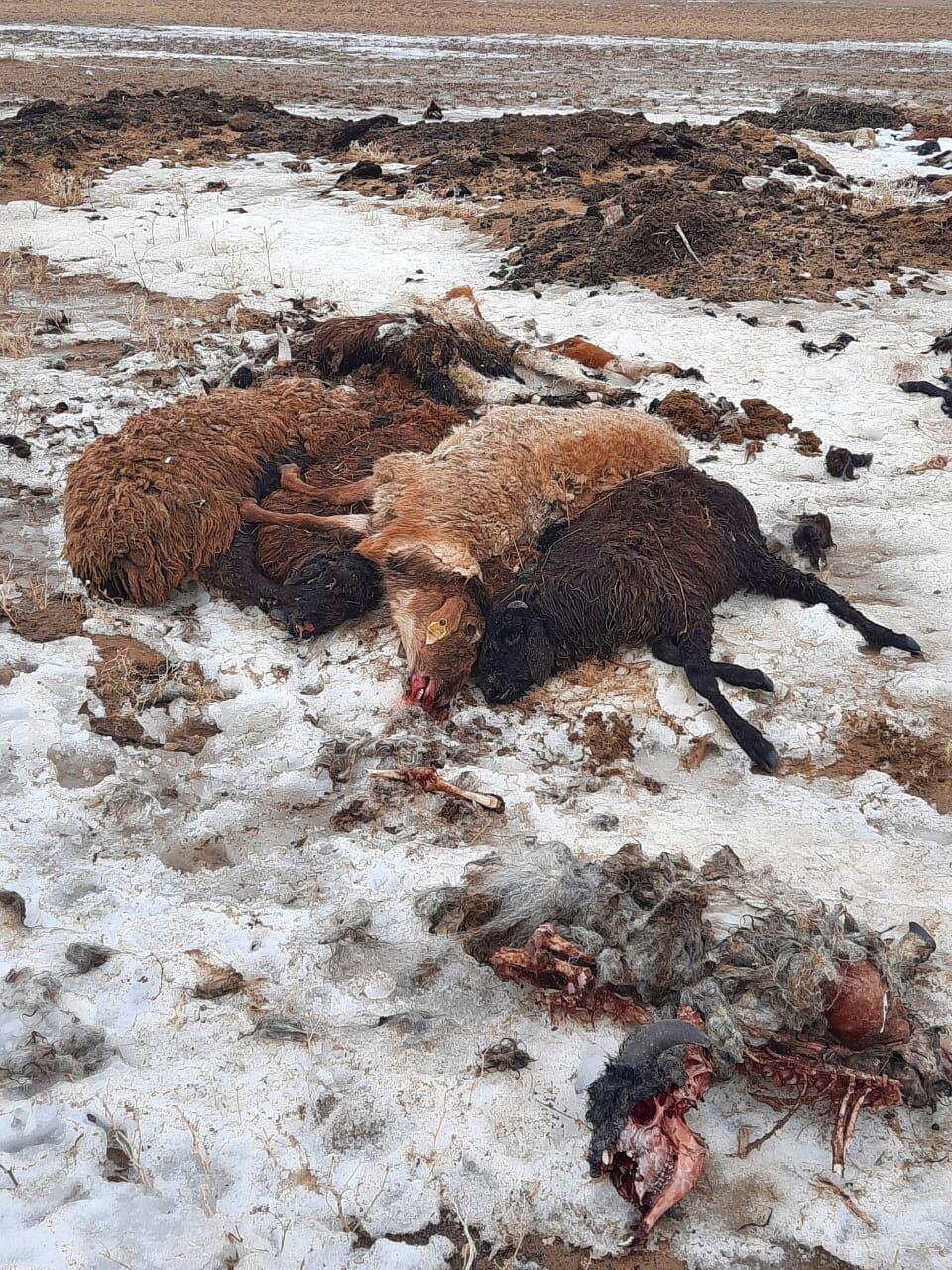 Падеж скота в Атырауской области: причина до сих пор неизвестна